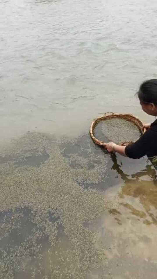 环保与节约新视角，老人放生变质大米喂鱼引发思考